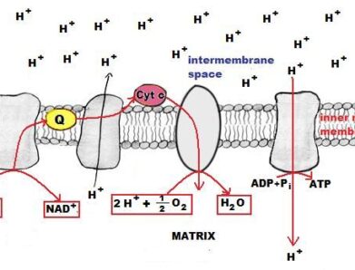 IB Diploma Biology Syllabus